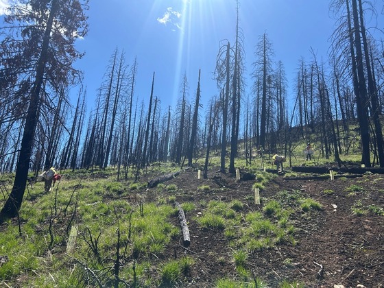 CrazyCreekplanting1
