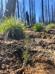 CrazyCreek2seedling