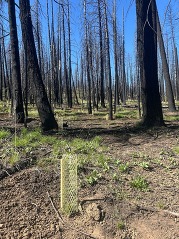CrazyCreek3allplanted.jpg
