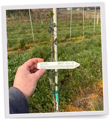 Hand with label of seedling growing