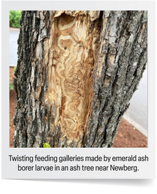 Twisting feeding galleries made by emerald ash borer larvae in an ash tree near Newberg.