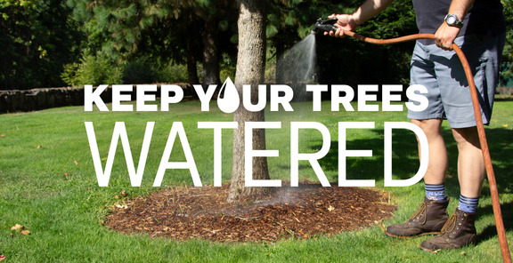 Tree being watered in yard