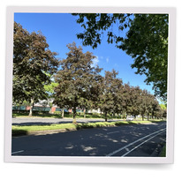 Dry street trees