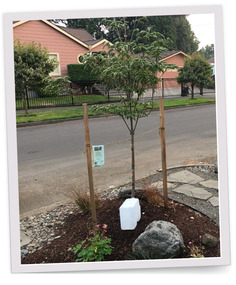 Street tree being watered
