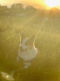 corgi dog with sun shining