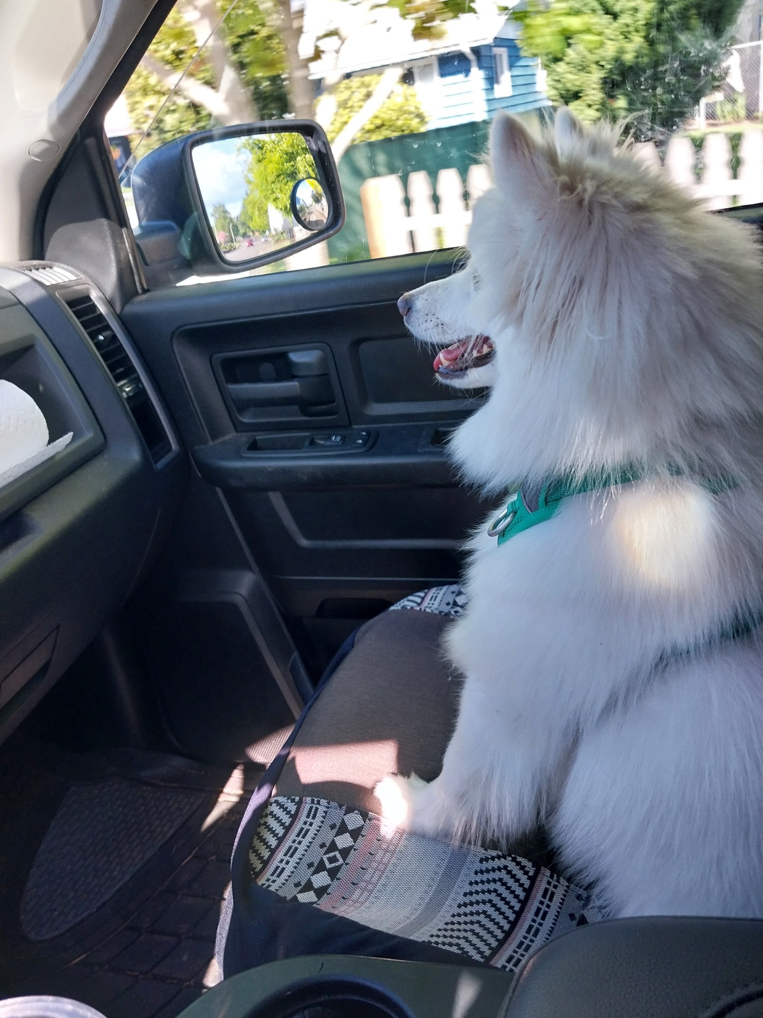 white dog sitting in the front seat of a truck