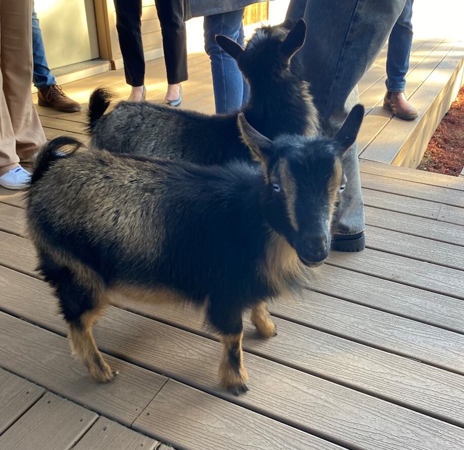 Resident goats at Madrona Recovery