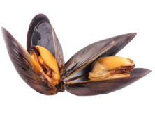 photo of mussels