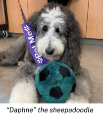 photo of shaggy grey and white dog with the caption "Daphne the sheepadoodle"