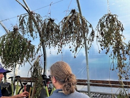 Tobacco drying at the Siletz Clinic Garden Program