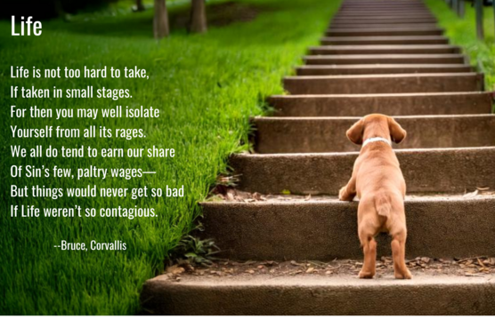 photo of a puppy climbing stairs, with a poem about life