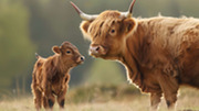 momma and baby cow in a field
