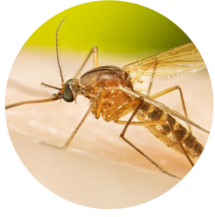 photo of a mosquito