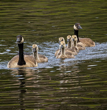 Two adult Canada geese swim in natural body of water with their brood of goslings