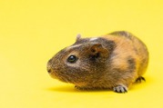 Brown guinea pig with a yellow background