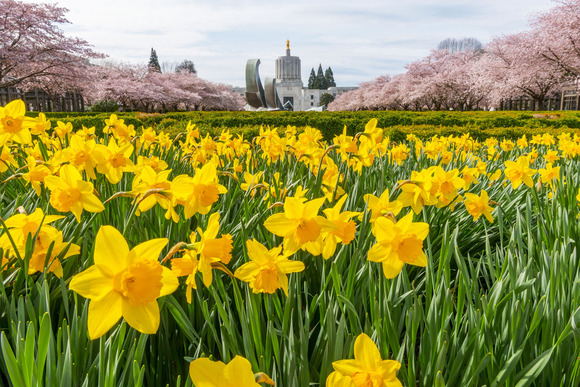 Daffodils and State Capitol