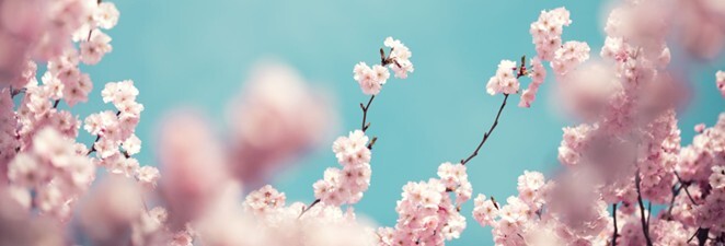 Cherry Blossoms