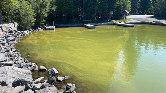 Picture of the algae bloom
