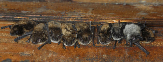 Little Brown Bats roosting in an attic