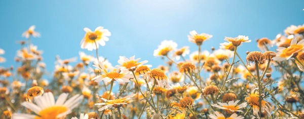 Daisies in the Sun