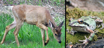 Orenco Woods Nature Park