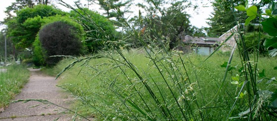 Overgrown yard