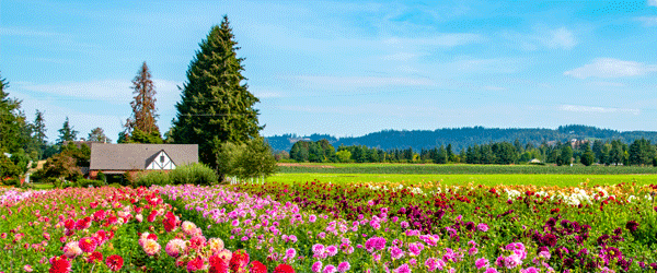 swan island travel senior