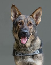 K-9 Ace Department Photo
