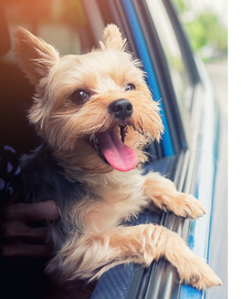 Terrier with Its Head Out the Driver's Side Window
