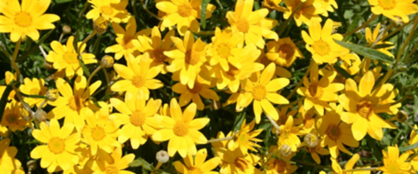 Yellow flowers