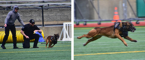 Two photos of K-9 Mac running away from his handler toward the "threat."