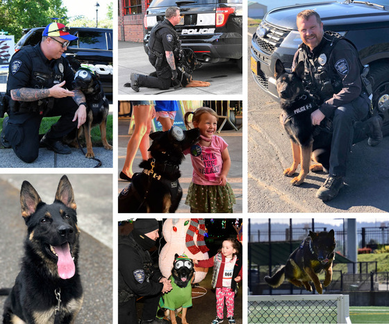 Multiple Photos of K-9 Rocket 