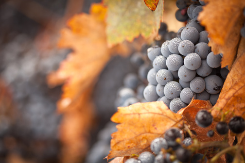 wine photo 1 grapes