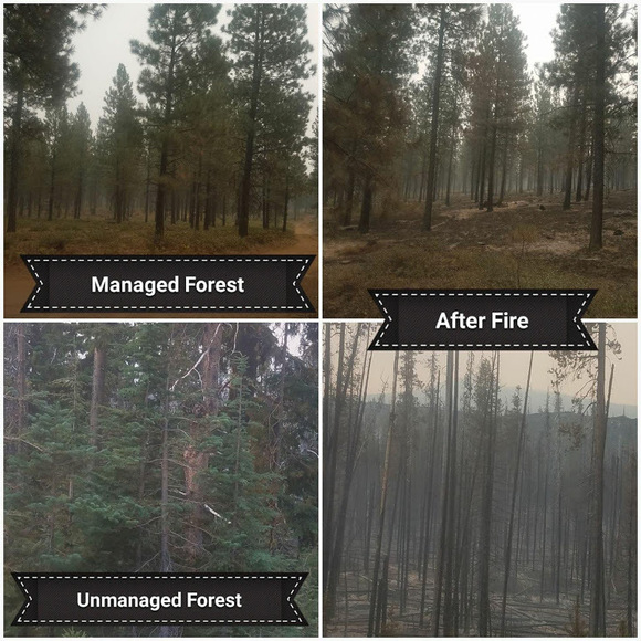 forest management