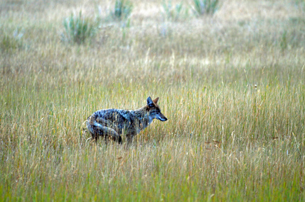 Coyote Photograph, Courtesy of ODFW