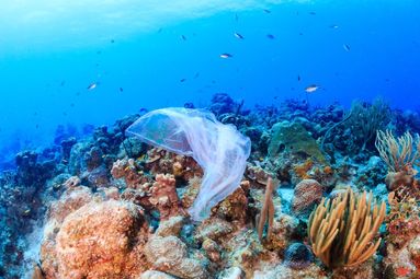 Plastic bag floating in ocean near coral and marine life