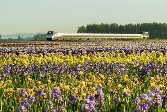 Train going through a field