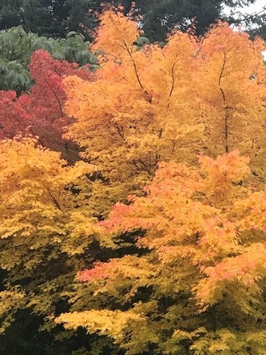 Fall Image - Autumn Leaves