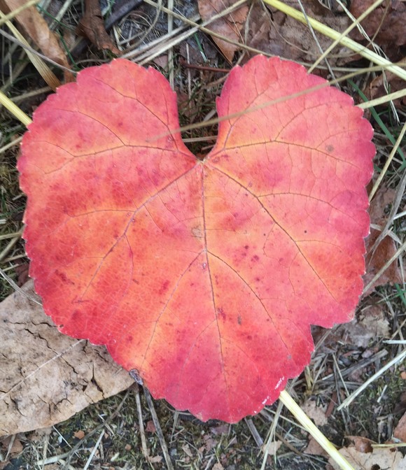 Heart-shaped Leaf