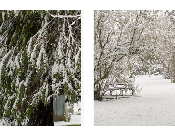 Photos of snow on trees