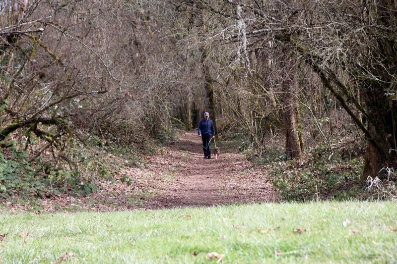 Man in distance walking dog through dry forest area on dirt trail leading to grassy area