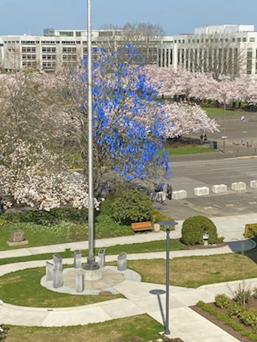 Blue ribbons on cherry blossoms