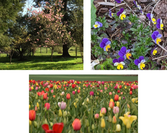 three photos of bloomed flowers and trees