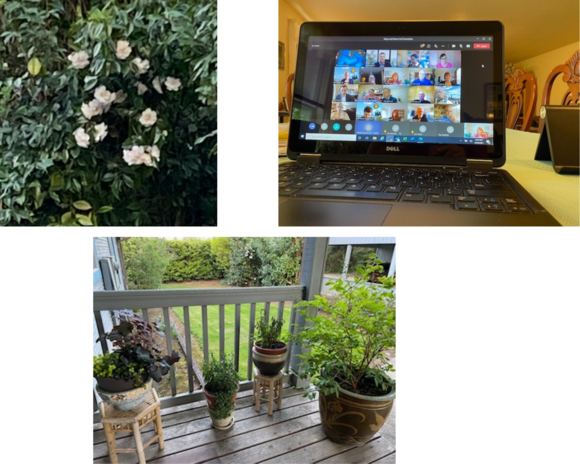 pictures of plants and open laptop with zoom