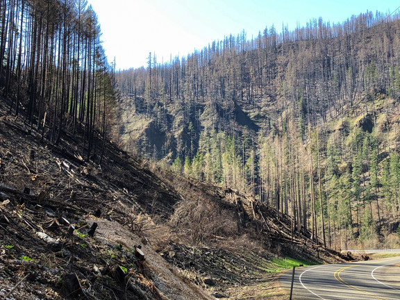Photo of burned forest