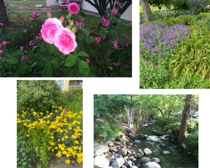 four photos of flowers in bloom
