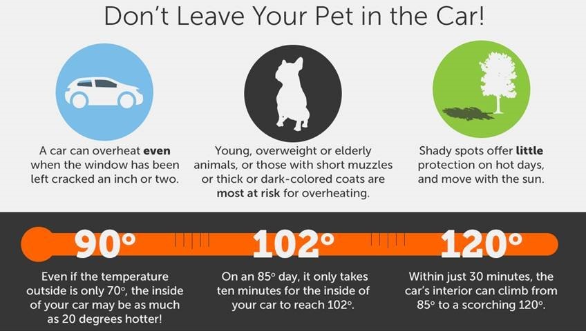 Don't Leave Your Pet in the Car Infographic