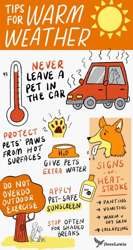 Keep your pets safe during the heat wave 
