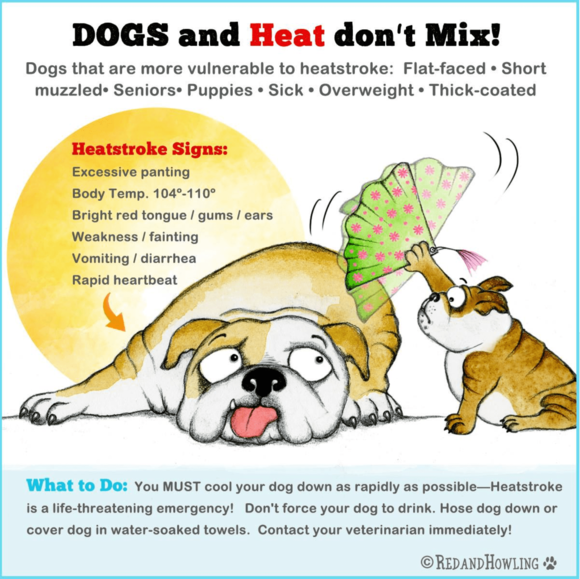 Keep dogs out of the heat 