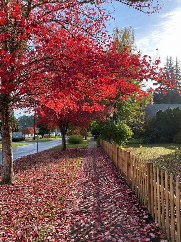 Fall in Forest Grove 